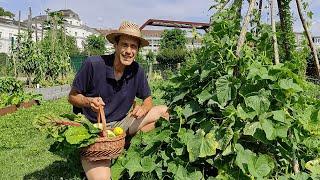 Gemüsegarten im August ‍ Ernte & Pflegetipps für Gurken , Zucchini, Mangold, Fisolen uvm 