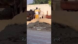 ox race • punjab top bull going for race and winner village mundiaan | Sidhu moose wala song#shorts