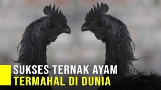 Untung Besar Ternak Ayam Paling Mahal Di Dunia, Ayam Serba Hitam Khas Indonesia