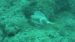 Longspine squirrelfish