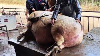 From Pigs To Pork, Slaughtering 600 Pounds Of Pigs