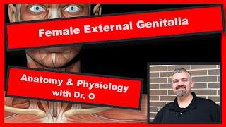 Female External Genitalia:  Anatomy and Physiology