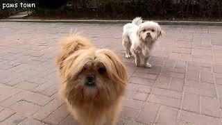 Feed stray animals in the residential area where I live