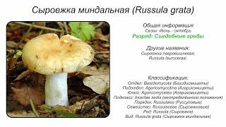 Сыроежка миндальная (Russula grata)