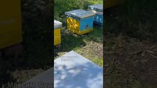 Расширяем пасеку весной: отводки и пчелопакеты!