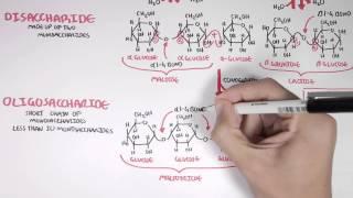 Biochemistry of Carbohydrates