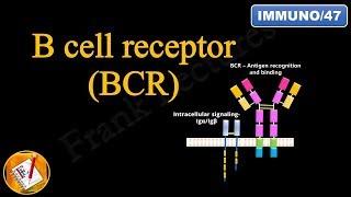 B cell Receptor (BCR) (FL-Immuno/47)