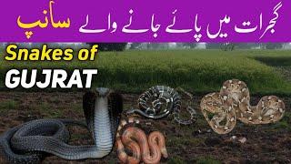 Snakes of Gujrat district - Wildlife of Northern Punjab Pakistan