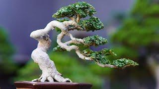 Deretan Bonsai sancang Kontes inspirasi