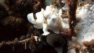 Diving Amed - Critters of Ghost Bay