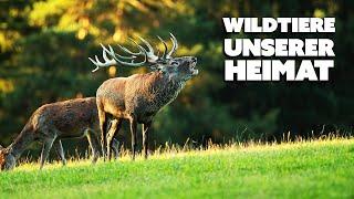 Wildtiere unserer Heimat (TIERE l Ganze Tierdokumentation auf Deutsch, Doku kostenlos anschauen)