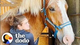 Abandoned Work Horse Has The Happiest Reaction To Getting His Hooves Trimmed | The Dodo Heroes