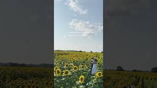 Share this with whoever you’re thinking of   #scenic  #relationships  #couples #sunflowers