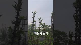 자연의 소리 #엄나무 #산나물 #구례 #자연의소리 #지리산
