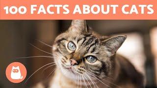 100 FACTS About CATS That May SURPRISE You 