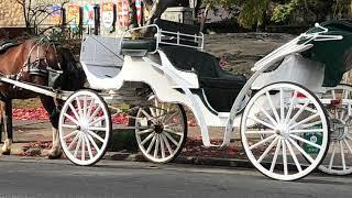 victoria carriage tours Video Harry Z