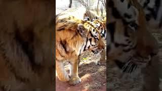 bengal tigress walk around siberian tiger