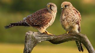 Clever Kestrel Mum Raises Chicks After Male Disappears | Jeff & Jenny | Full Story | Robert E Fuller