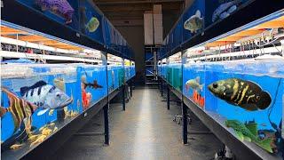THESE NEW FISH ARE AWESOME!!!  FULL STORE STOCK UPDATE