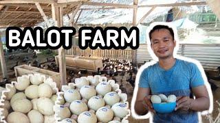 JJJ DUCK FARM AND BALOT MAKER | PAG-AALAGA NG MGA ITIK HANGGANG SA PANGINGITLOG AT GAWING BALOT