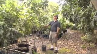 Bill Mee's Tour of the Lychee Grove