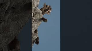 We don't all make it look this cute.... but we've ll been there before  #travelspain #picosdeeuropa