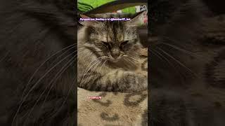 Кошка Сонька! #davydrus78 #rutube #кошки #cat