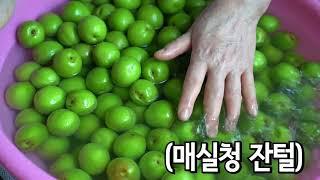 설탕말고 원당으로 건강하게! 매실액 + 매실장아찌 담그는법, 폭발 경험. 매실청, 매실액기스.