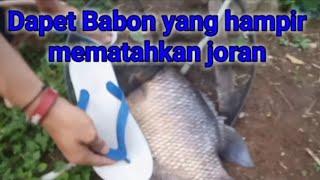 Dapat babon yang hampir mematahkan joran