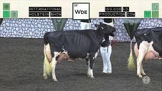 741 HOLSTEIN 150,000 LB. PRODUCTION COW