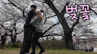 일본 워홀 여사친이랑 벚꽃놀이