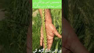 Gandum Variety in Pakistan with high yeild