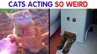 Cats Acting So Weird, People Just Had To Take A Pic - funny cats