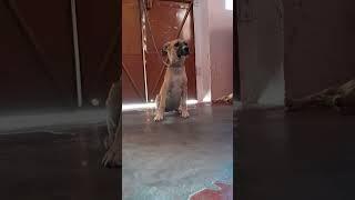 dog of Unity power.                   #pitbulldog #love #shortvideo #doglover