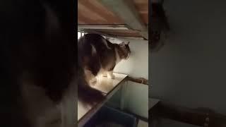Kucing gimoi chocho#shorts