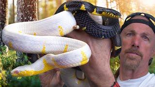 TOTALLY SECRET Colubrid Snake Breeding Projects!