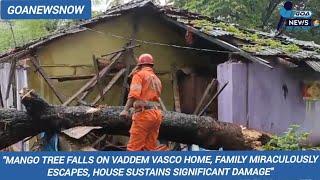 Mango Tree Falls on Vaddem Vasco Home, Family Miraculously Escapes House Sustains Significant Damage