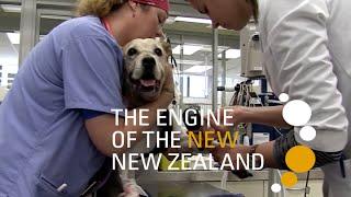 Veterinary Science | Massey University