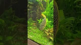 Giant freshwater puffer (Tetraodon mbu)