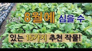 24년 8월에 심을 수 있는 15가지 추천 작물! #주말 농장 #텃밭 가꾸기 #8월에 심는 작물.