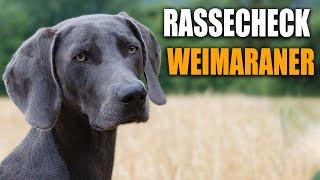 Weimaraner Rassecheck  - Rasseportrait, Rassebeschreibung, Informationen zur Rasse Weimaraner