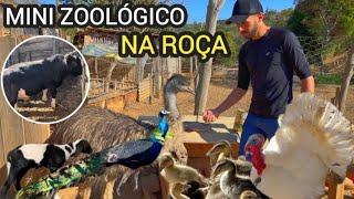 ELE TEM UMA VARIEDADE DE ANIMAIS EM SEU SITIO.