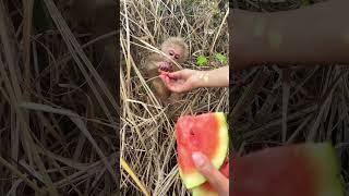 Small monkey is always assured when being with the caregivers #34 @FoshanWildlifePark #monkey