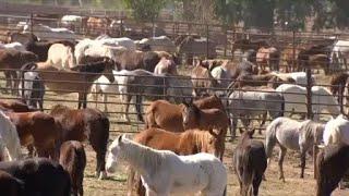 Last remaining wild mustangs removed from Colorado herd area, critics say it's a waste of tax $$