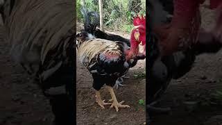 Frango pescoço pelado #avicultura #aves #agro #animais #chicken #galinha #sitio