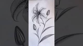 How To Draw Lilly Flower Easy #youtubeshorts #drawing #simpledrawingstepbystep #shorts