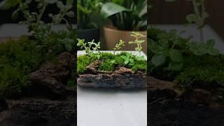 ।। Beautiful moss garden ।। Miniature landscape ।।
