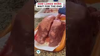 How Lungs work | Lung physiology | Human Anatomy | Human Organs