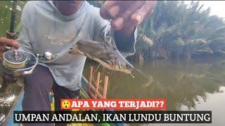 Lundu Buntung Membuat Predator Muara Bergairah Di Saat Air Dingin#mancingmalam