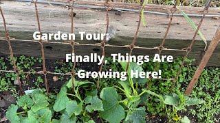 Garden Tour: Finally, Things Are Growing Here! #garden tour #yogi hollow farm #South Dakota